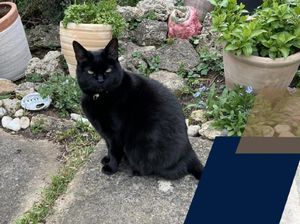 Universitas Oxford Ucap Salam Perpisahan dengan Kucing Kampus, Ada Apa?