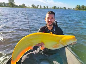 Lele Kuning Raksasa Sungguhan Ada di Dunia