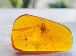 Fosil Kepiting 100 Juta Tahun Ditemukan Utuh, Begini Bentuknya