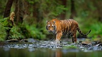 Roni Diterkam Harimau, Warga Gayo Lues Makin Resah