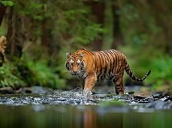 Heboh 2 Harimau Muncul di Jalan Lintas Sumatera, BKSDA Sumbar Turun Tangan