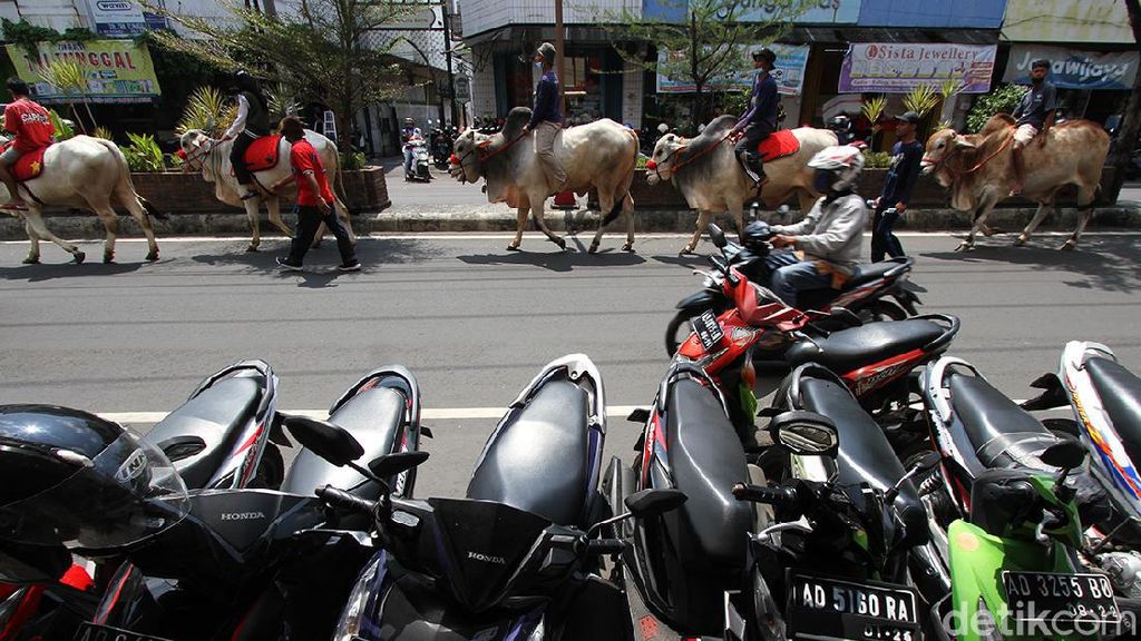 Ketika Sapi-sapi di Boyolali Ramaikan Jalan Protokol Kota Solo