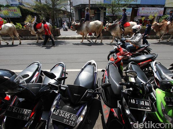 Ketika Sapi-sapi di Boyolali Ramaikan Jalan Protokol Kota Solo