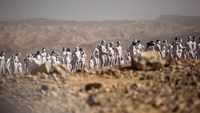 Ratusan Orang Telanjang di Gurun Israel, Ngapain?