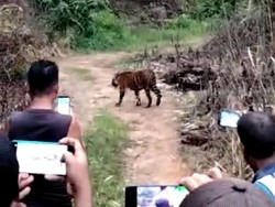 Gak Ada Takutnya! Warga Aceh Ramai-ramai Rekam Kemunculan Harimau dari Dekat