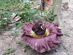 7 Bunga Bangkai Suweg Tumbuh di Pekarangan Warga Boyolali