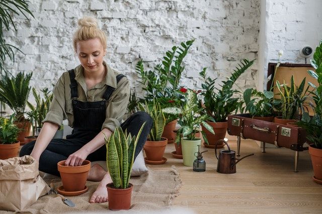 Atasi stres dengan berkebun/foto: pexels.com/cottonbro Atasi stres
