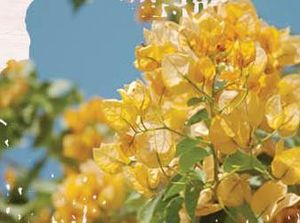 7 Jenis Tanaman yang Cocok Mempercantik Taman Depan Rumah