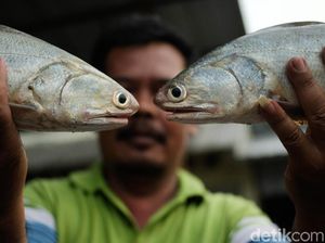 Berburu Aneka Hasil Laut Segar di Pasar Tawang Kendal