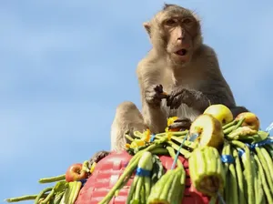 Wow, Ada Festival Jamuan Makanan Mewah untuk Monyet di Thailand