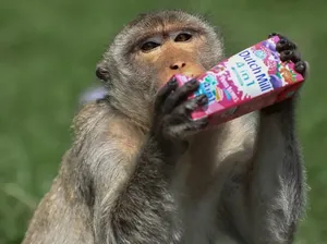 Foto: Festival Prasmanan Khusus untuk Monyet di Thailand