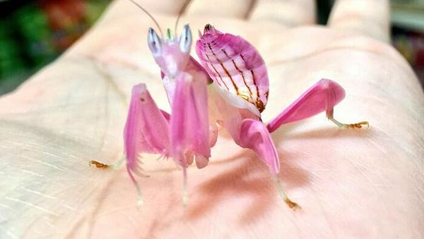 Deretan Foto Serangga Unik yang Mungkin Belum Pernah Kamu Lihat