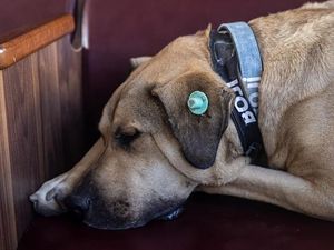 Heboh! Anjing di Pulau Banyak Aceh Mati Usai Diusir, Satpol PP Buka Suara