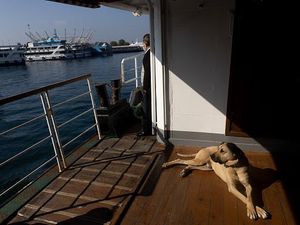 7 Hewan yang Terpapar COVID-19, Macan sampai Kuda Nil