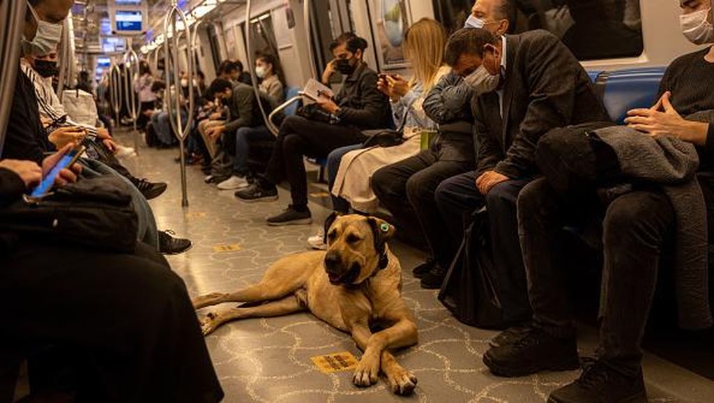 Ini Boji, Anjing di Turki yang Hobi Jalan-jalan Naik Transportasi umum