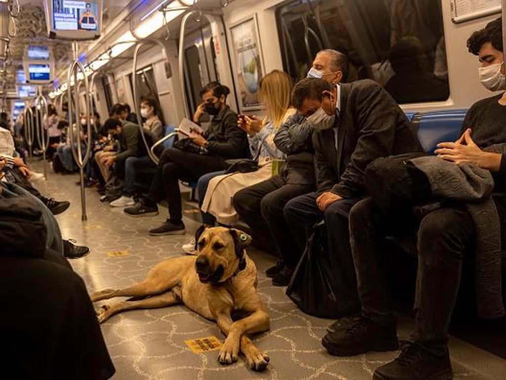 Ini Boji, Anjing di Turki yang Hobi Jalan-jalan Naik Transportasi umum