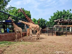 Lucu! Bayi Jerapah Lahir di Maharani Zoo Lamongan