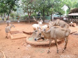 Pandemi Bikin Satwa Maharani Zoo dan Goa Lamongan Bertambah Banyak