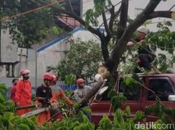 Diguyur Hujan Deras, Pohon Tumbang Timpa Mobil di Ciamis