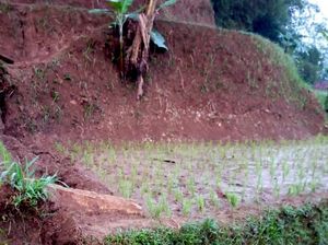 Tanah Retak di Purabaya Sukabumi, Warga Was-was Bukit Cigulusur Longsor Tanah Retak di Purabaya Sukabumi, Warga Was-was Bukit Cigulusur Longsor