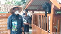 Banyakan Kambing Daripada Manusia, Sandiaga Sebut Desa Ini New Zealand van Java