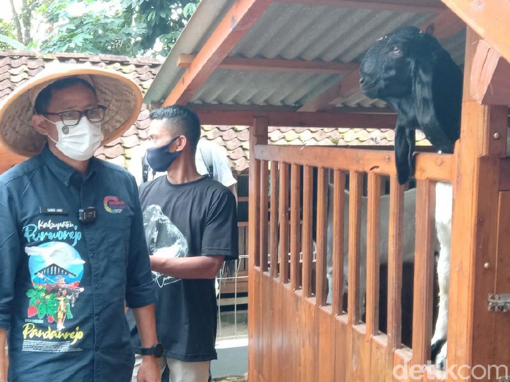 Banyakan Kambing Daripada Manusia, Sandiaga Sebut Desa Ini New Zealand van Java Banyakan Kambing Daripada Manusia, Sandiaga Sebut Desa Ini New Zealand van Java