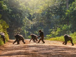 Jadi Intel, Simpanse Ternyata Punya Taktik Melawan Musuh Seperti Manusia