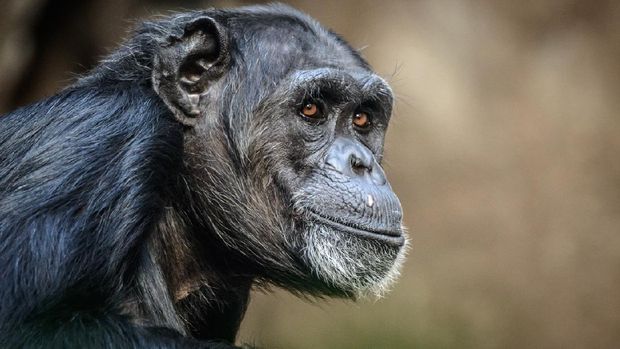 Portrait of sitting and relaxing chimpanzee .