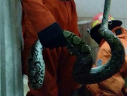 Damkar Surabaya Tangkap Ular Sanca di Kamar Mandi Warga