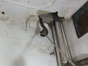 Bikin Kaget! 2 Ular Sanca Tiba-tiba Muncul dari Plafon Rumah di Riau