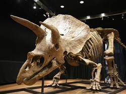 Mengenal Fosil Dinosaurus: Proses Penemuan, Tempat, dan Pengerjaannya