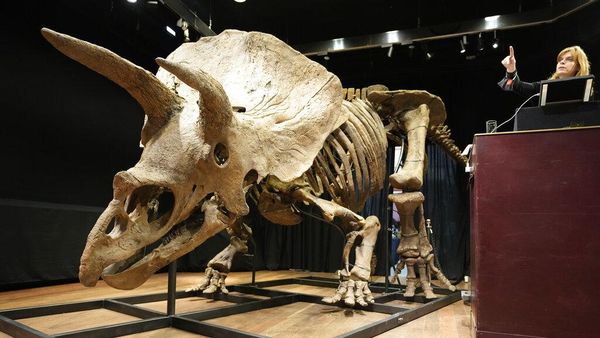 Wow, Fosil Triceratops Terbesar Dunia Dilelang Jutaan Dollar di Paris