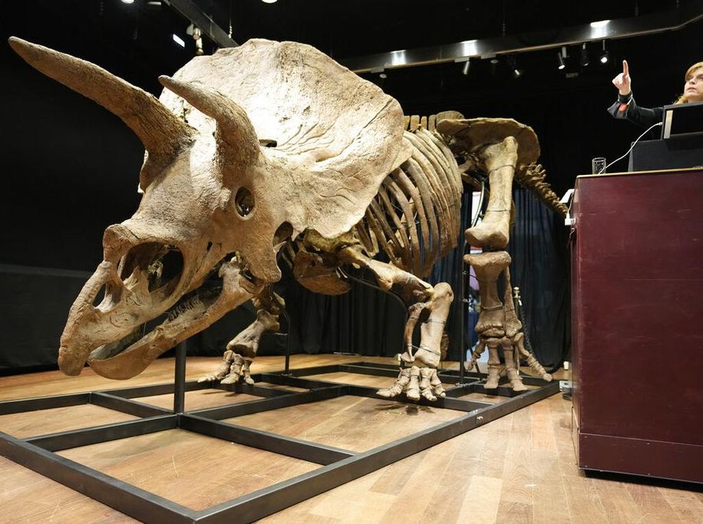 Wow, Fosil Triceratops Terbesar Dunia Dilelang Jutaan Dollar di Paris