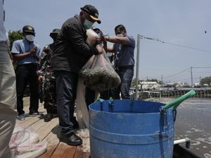 Pakai Teknologi Ini, Panen Udang Vaname Jadi Makin Banyak