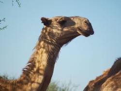 Gokil! Pria Ini Sewakan Untanya Rp 75,9 M untuk Dua Hari