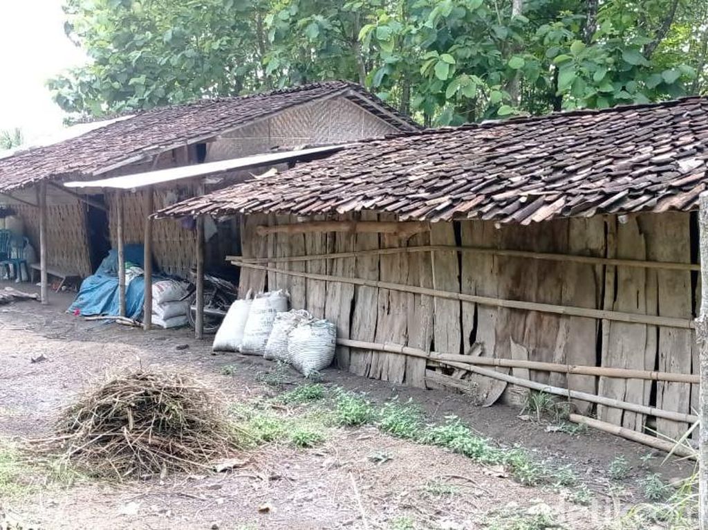 Kisah Guru Berhonor Rp 350 Ribu di Ngawi yang Tinggal Serumah dengan Kambing