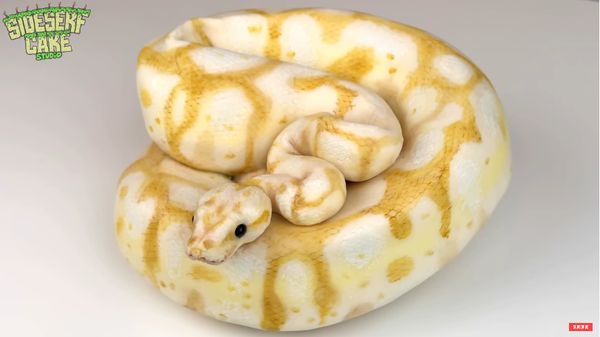 Ngeri! Baker Ini Bikin Kue Bentuk Ular Piton Albino yang Mirip Aslinya