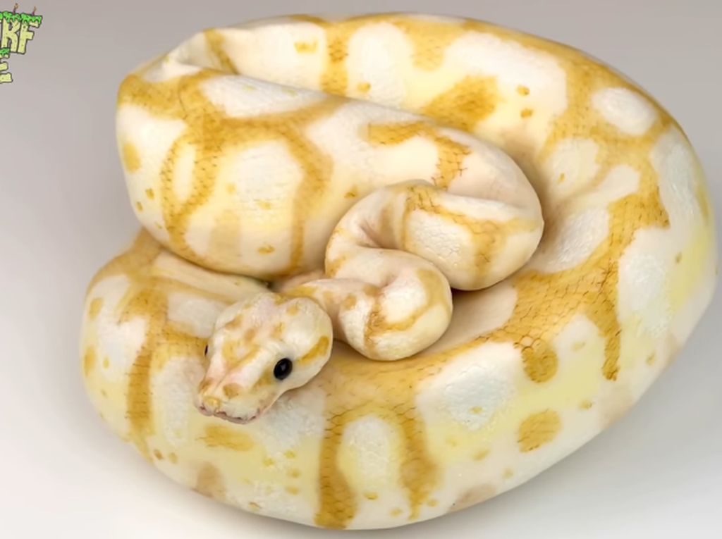 Ngeri! Baker Ini Bikin Kue Bentuk Ular Piton Albino yang Mirip Aslinya