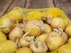 7 Makanan Ini Bisa Bahayakan Kesehatan Jika Tak Diolah dengan Tepat