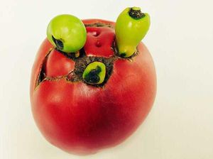 Mirip Buah Beracun, Tomat Ini Punya Bentuk Menyeramkan Mirip Buah Beracun, Tomat Ini Punya Bentuk Menyeramkan