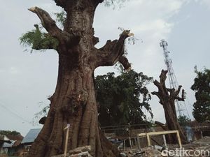 Konon, 2 Pohon Raksasa Ini Tempat Pangeran Diponegoro Tambatkan Kuda Konon, 2 Pohon Raksasa Ini Tempat Pangeran Diponegoro Tambatkan Kuda