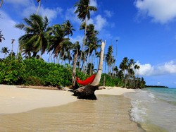 Raja Tega! Viral Anjing Mati Usai Ditangkap Satpol PP dan Dikaitkan Wisata Halal