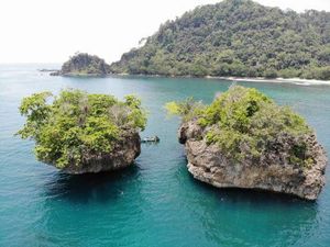 Tentang Bunga Wijayakusuma dari Nusakambangan, Pelengkap Penobatan Raja Jawa Tentang Bunga Wijayakusuma dari Nusakambangan, Pelengkap Penobatan Raja Jawa