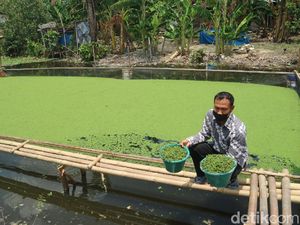 Cukupi Pakan Kalkun, Pemuda Kudus Budi Daya Tanaman Azolla di Irigasi