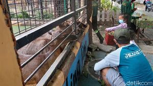 Akhir Pekan, Kebun Binatang Surabaya Ramai Dikunjungi Warga