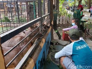 Akhir Pekan, Kebun Binatang Surabaya Ramai Dikunjungi Warga
