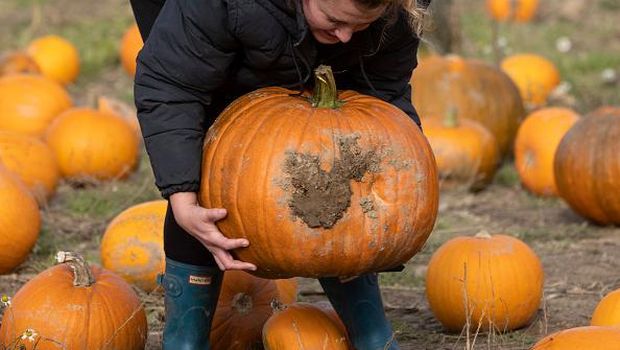 Antusias Anak-anak di Inggris Panen Labu Jelang Halloween