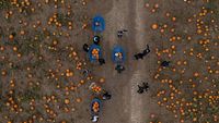 Antusias Anak-anak di Inggris Panen Labu Jelang Halloween