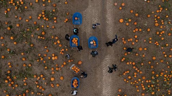 Antusias Anak-anak di Inggris Panen Labu Jelang Halloween