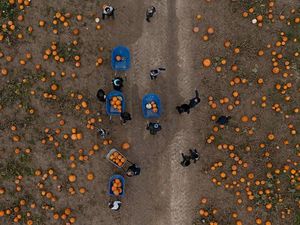 Antusias Anak-anak di Inggris Panen Labu Jelang Halloween